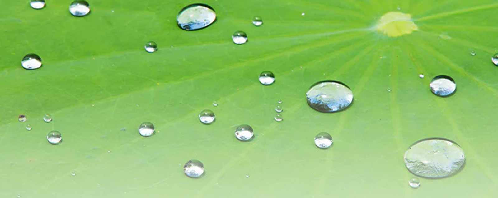 Superhydrophobic Coatings: What is The Lotus Effect and How Does It Work