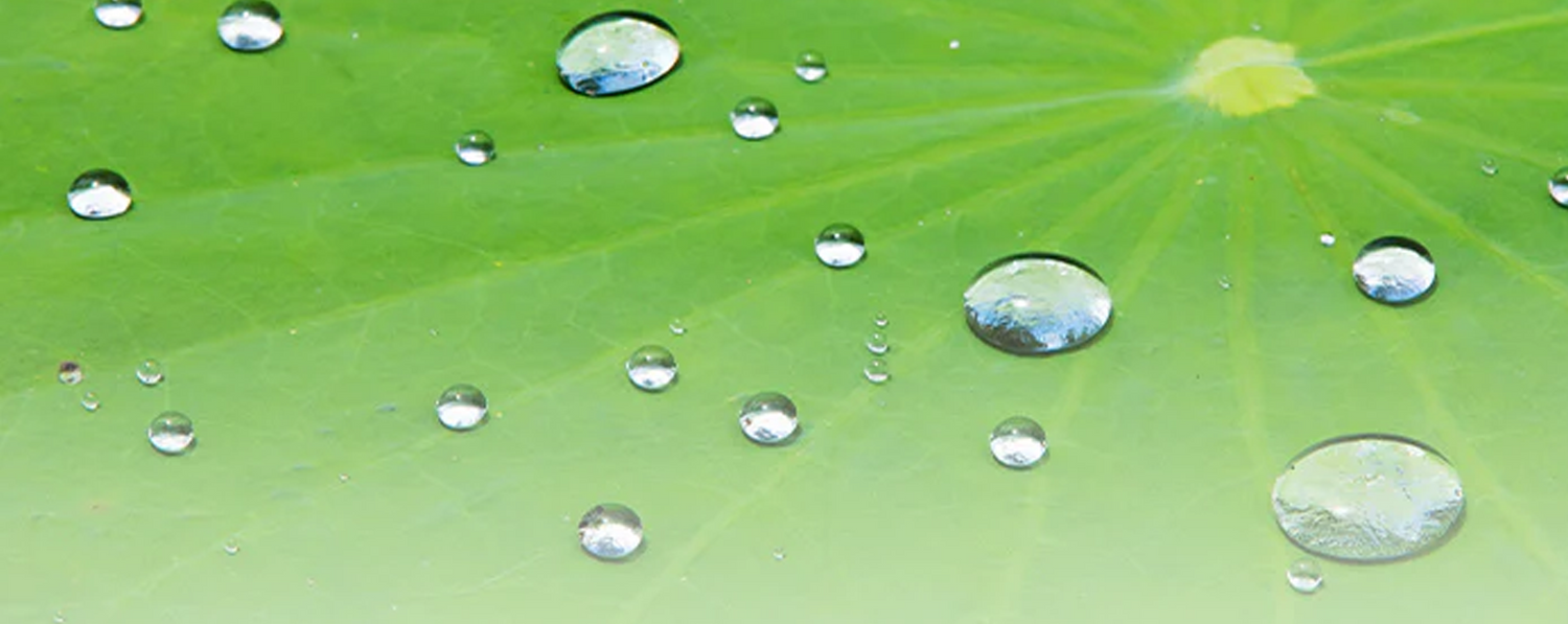 Superhydrophobic Coatings: Understanding Lotus Coating & Lotus Effect Technology