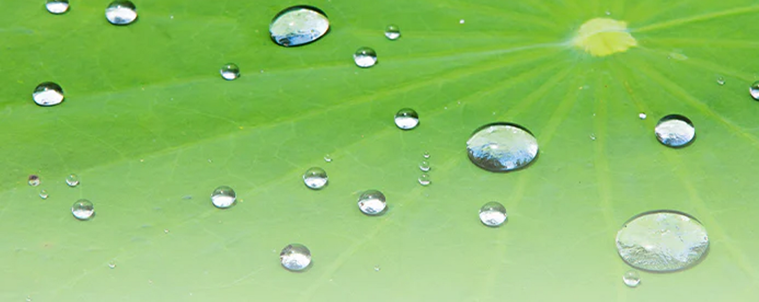 Superhydrophobic Coatings: What is The Lotus Effect & How Does It Work?